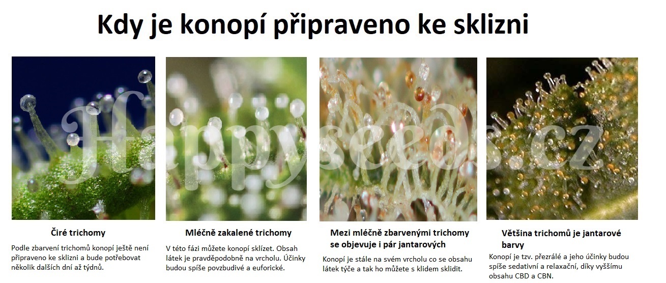 Kdy sklízet Autoflower?