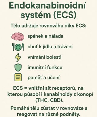 Endokanabinoidní systém (ECS) je přirozený regulátor vašeho těla – hlídá spánek, náladu, chuť k jídlu i imunitu. Díky...
